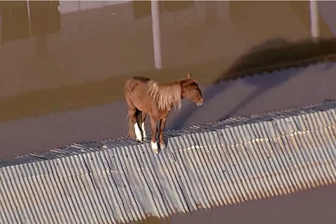 O GRANDIOSO EXEMPLO DO CAVALO CARAMELO PARA OS SERES HUMANOS