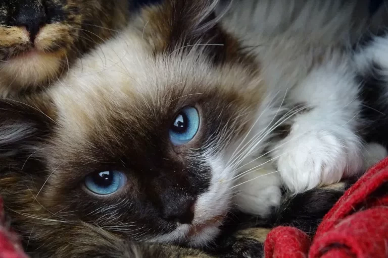 APP DE INTELIGÊNCIA ARTIFICIAL PROMETE “TRADUZIR” OS MIADOS DOS GATOS