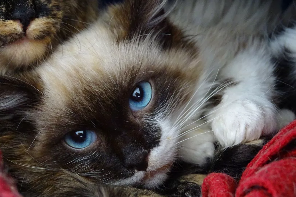 APP DE INTELIGÊNCIA ARTIFICIAL PROMETE “TRADUZIR” OS MIADOS DOS GATOS