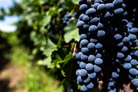 MALBEC X CARMÉNÈRE: QUAIS SÃO AS DIFERENÇAS DOS DOIS VINHOS?