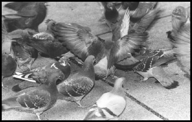 MILAGRE!!!! MARCOS PEIXOTO ENTRA EM COMPLETA SINTONIA COM AS AVES DIVINAS