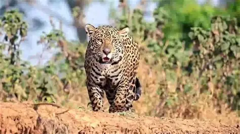 OLHA A OOONÇA! OLHA A OOOONÇA/RAPAZ! FELINO SOLTO EM BRASÍLIA CAUSA TERROR
