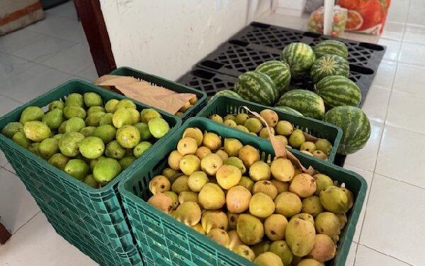 PAA ENTREGA A 14 ENTIDADES DO CRATO 1,1 TONELADAS DE PRODUTOS ORGÂNICOS  E OUTROS