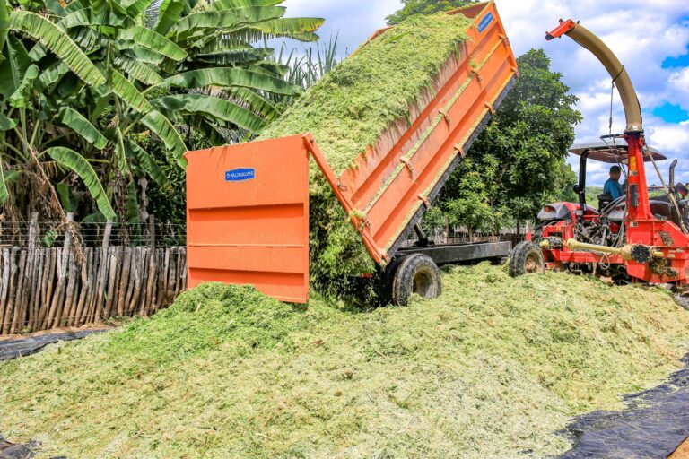 PRODUÇÃO DE SILAGEM EM VARZEA ALEGRE É INICIADA PARA GARANTIR ALIMENTAÇÃO ANIMAL