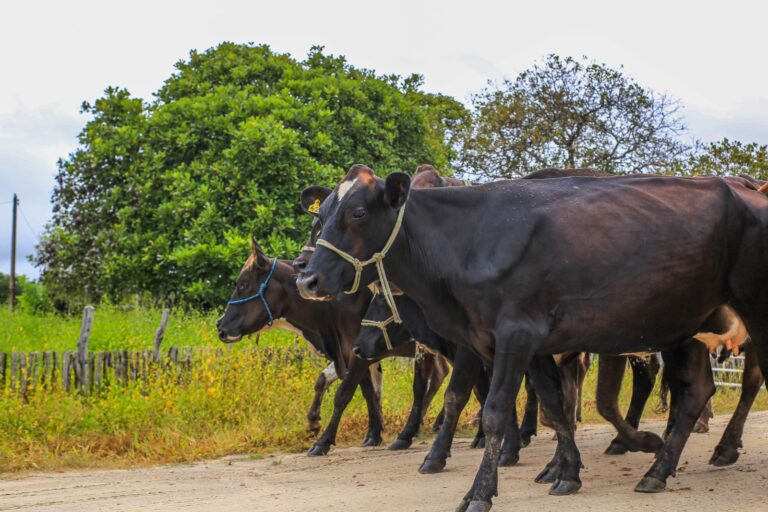 PROGRAMA DE INSEMINAÇÃO ARTIFICIAL COMEÇA COM META AMBICIOSA