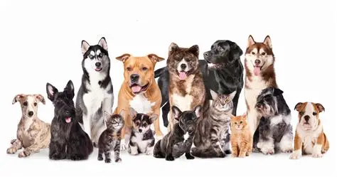 PREFEITURA DE VÁRZEA ALEGRE REALIZA 1º DIA D DA VACINAÇÃO ANTIRRÁBICA COM 1.143 ANIMAIS IMUNIZADOS