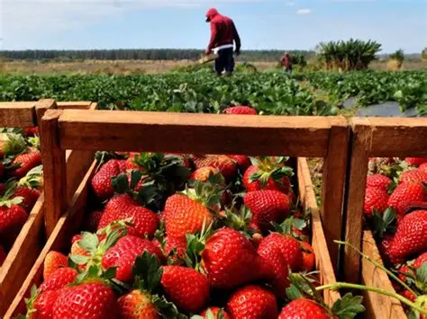 CEARÁ É O SEGUNDO MAIOR PRODUTOR DE MORANGOS DO NORDESTE